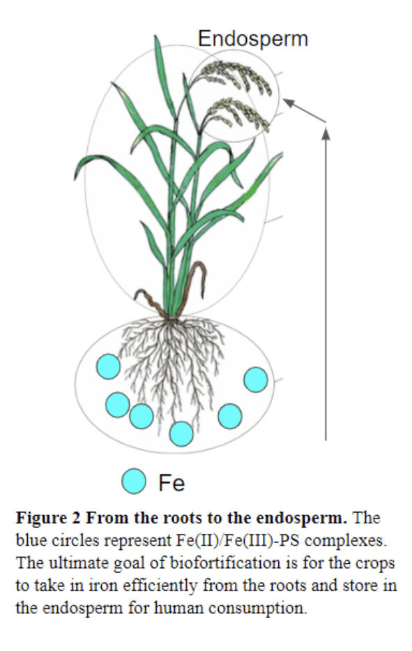 from the roots to the endosperm