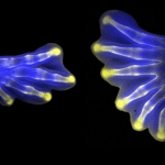 Image of two hindlimbs from chick embryos.