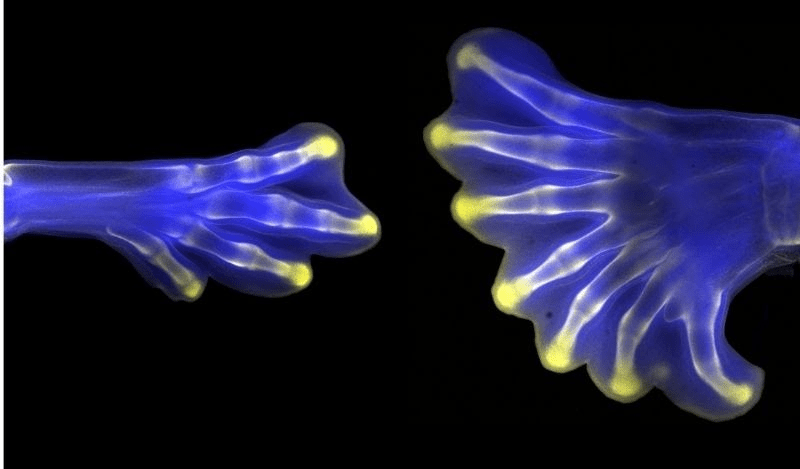 Image of two hindlimbs from chick embryos.