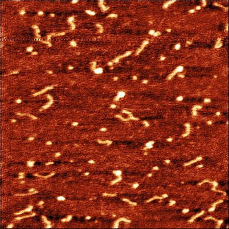 AFM topography image of 105 nm DNA with histones