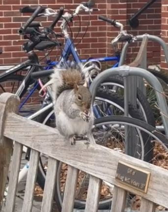 A squirrel perched on a bench outside Valentine Dining Hall.