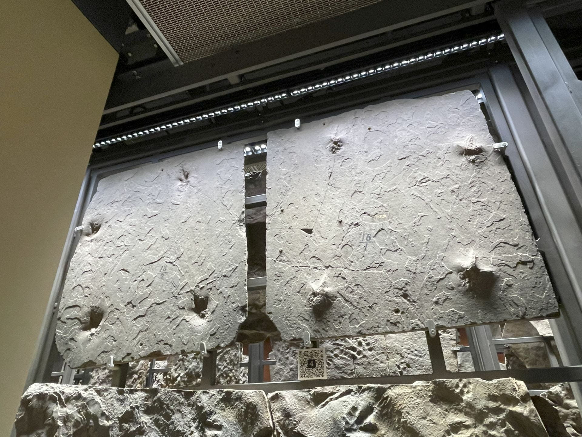 Two gray rock slabs mounted vertically on a beige wall. Each slab has footprint evidence. The left shows the impression, the right shows the natural cast.